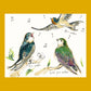 2026 Calendar - Birdsong