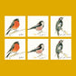 Bird Card - Bundle of Six