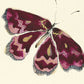 Dark Pink Butterfly Print