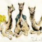 Lads on Tour Camel Print