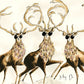 Stag Do Deer Print