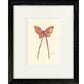 Pink Butterfly Print