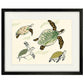 Splish Splosh Turtle Print