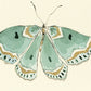 Turquoise Butterfly Print